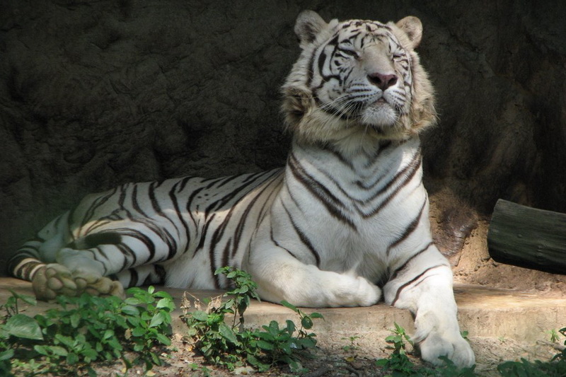 Thailand, Bangkok, Dusit Zoo